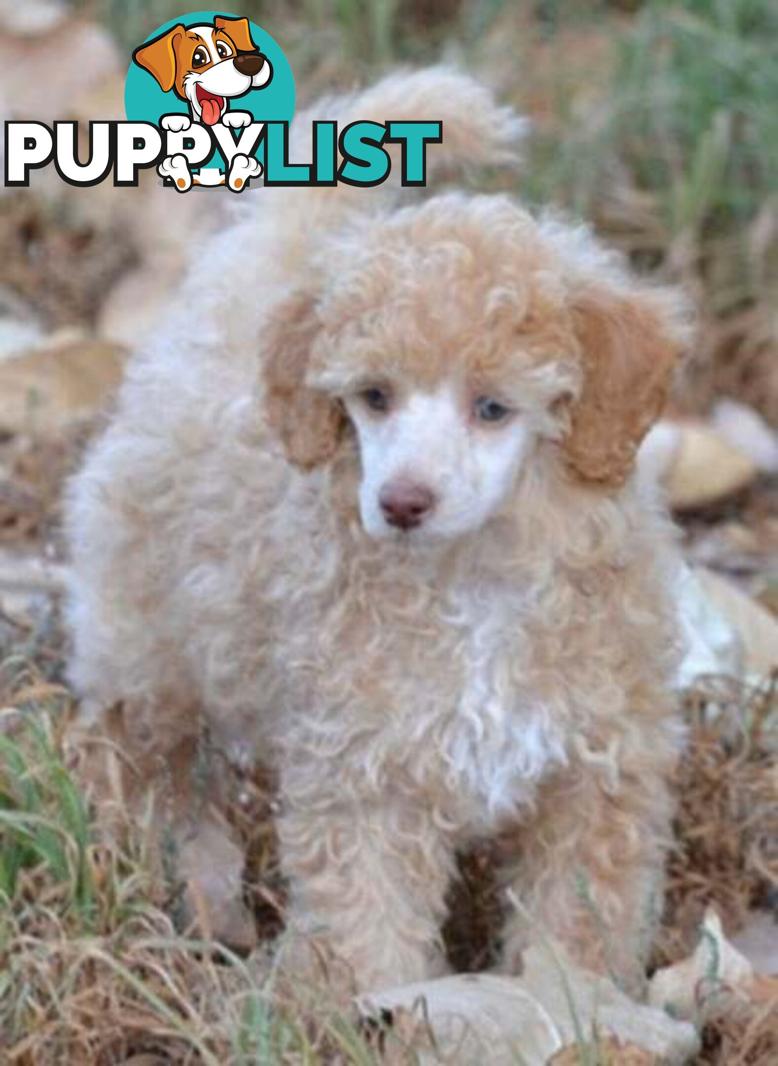 POODLES PUREBRED REG MDBA...Toy & Mini - Merle, .Brown Parti, Apricot Parti, Sable, Red.