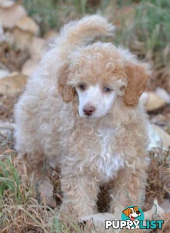 POODLES PUREBRED REG MDBA...Toy & Mini - Merle, .Brown Parti, Apricot Parti, Sable, Red.