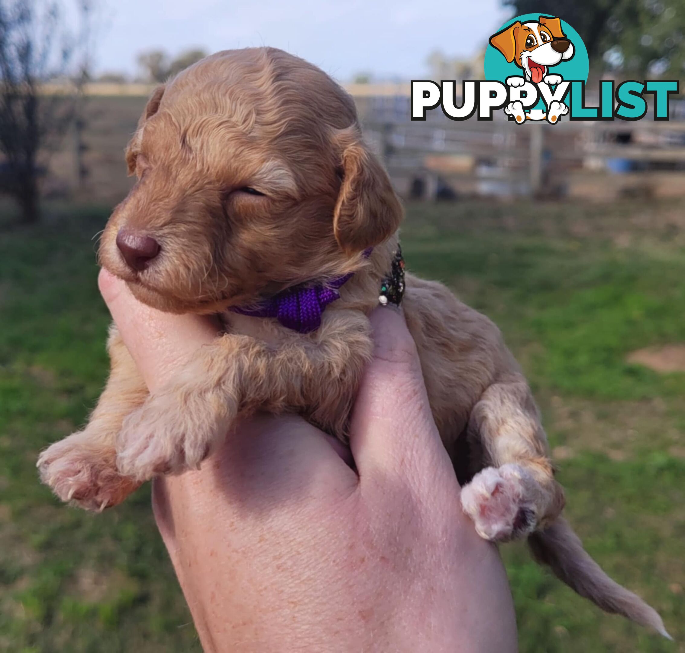 POODLES PUREBRED REG MDBA...Toy & Mini - Blue Phantom Merle, Brown, Apricot Merle Abstract, Red.