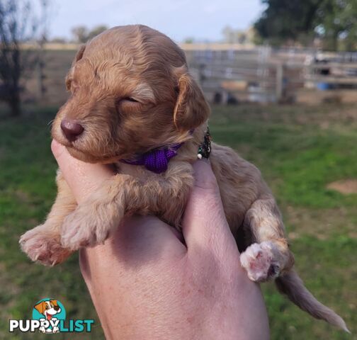 POODLES PUREBRED REG MDBA...Toy & Mini - Blue Phantom Merle, Brown, Apricot Merle Abstract, Red.