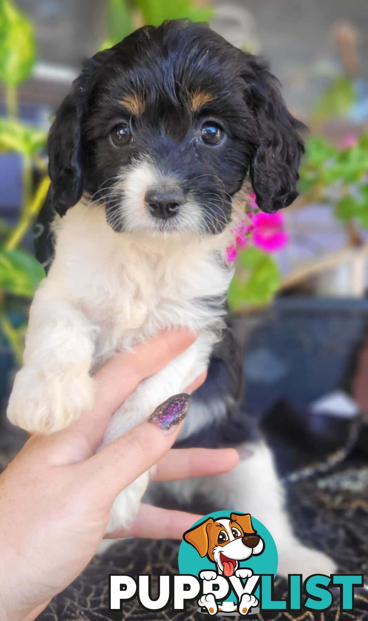 1st generation Cavoodles - Blue Merle, Particolour, Black & Tan, Sable, Black.