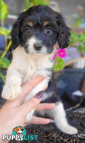 1st generation Cavoodles - Blue Merle, Particolour, Black & Tan, Sable, Black.