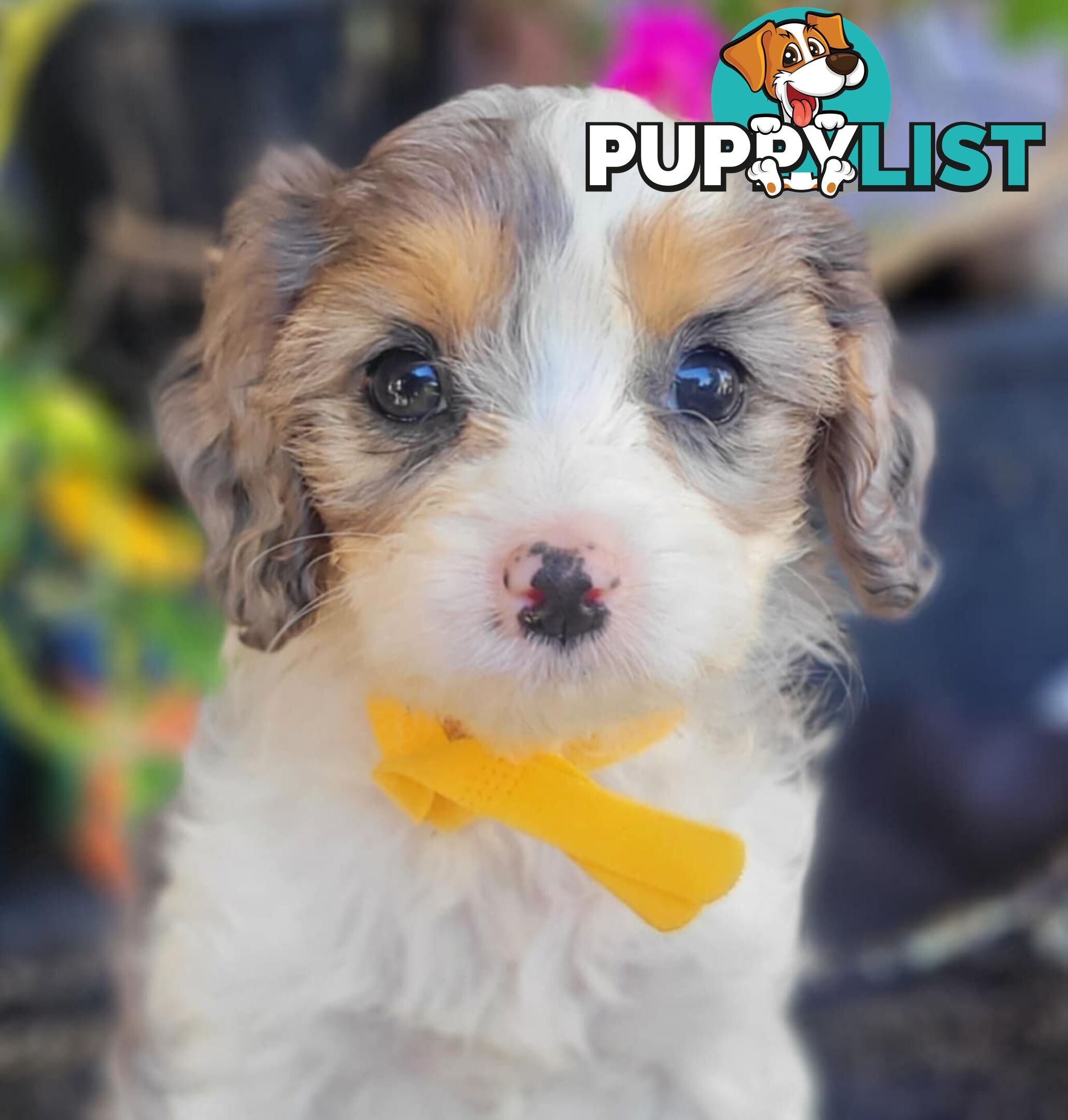 1st generation Cavoodles - Blue Merle, Particolour, Black & Tan, Sable, Black.