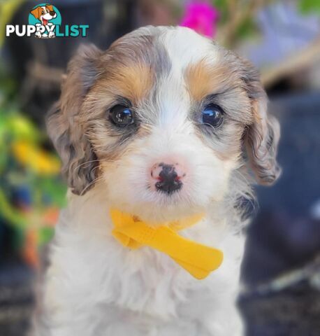 1st generation Cavoodles - Blue Merle, Particolour, Black & Tan, Sable, Black.