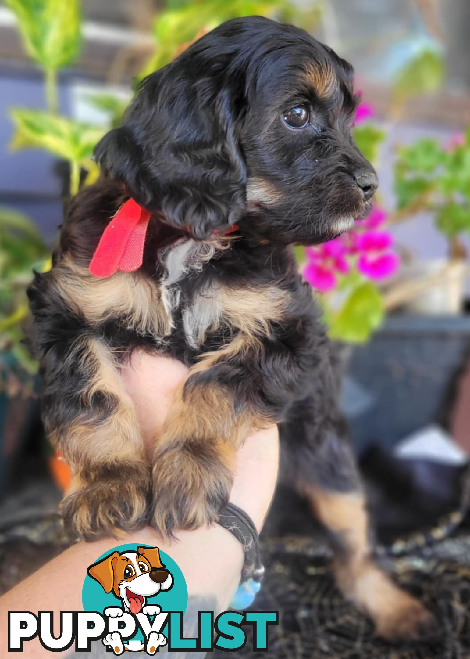 1st generation Cavoodles - Blue Merle, Particolour, Black & Tan, Sable, Black.