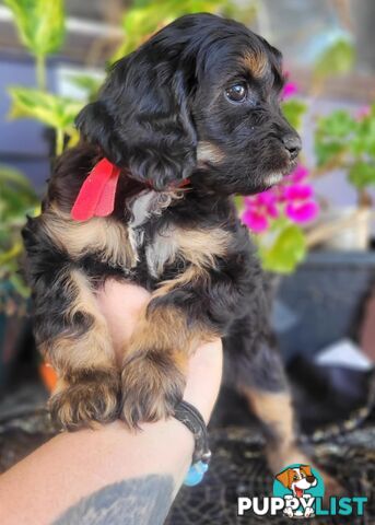 1st generation Cavoodles - Blue Merle, Particolour, Black & Tan, Sable, Black.