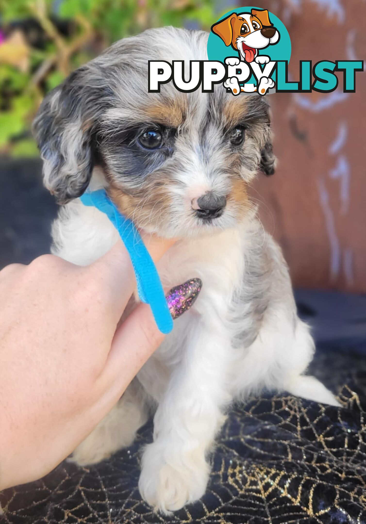 1st generation Cavoodles - Blue Merle, Particolour, Black & Tan, Sable, Black.