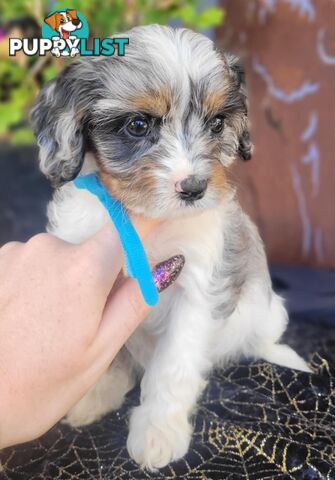 1st generation Cavoodles - Blue Merle, Particolour, Black & Tan, Sable, Black.