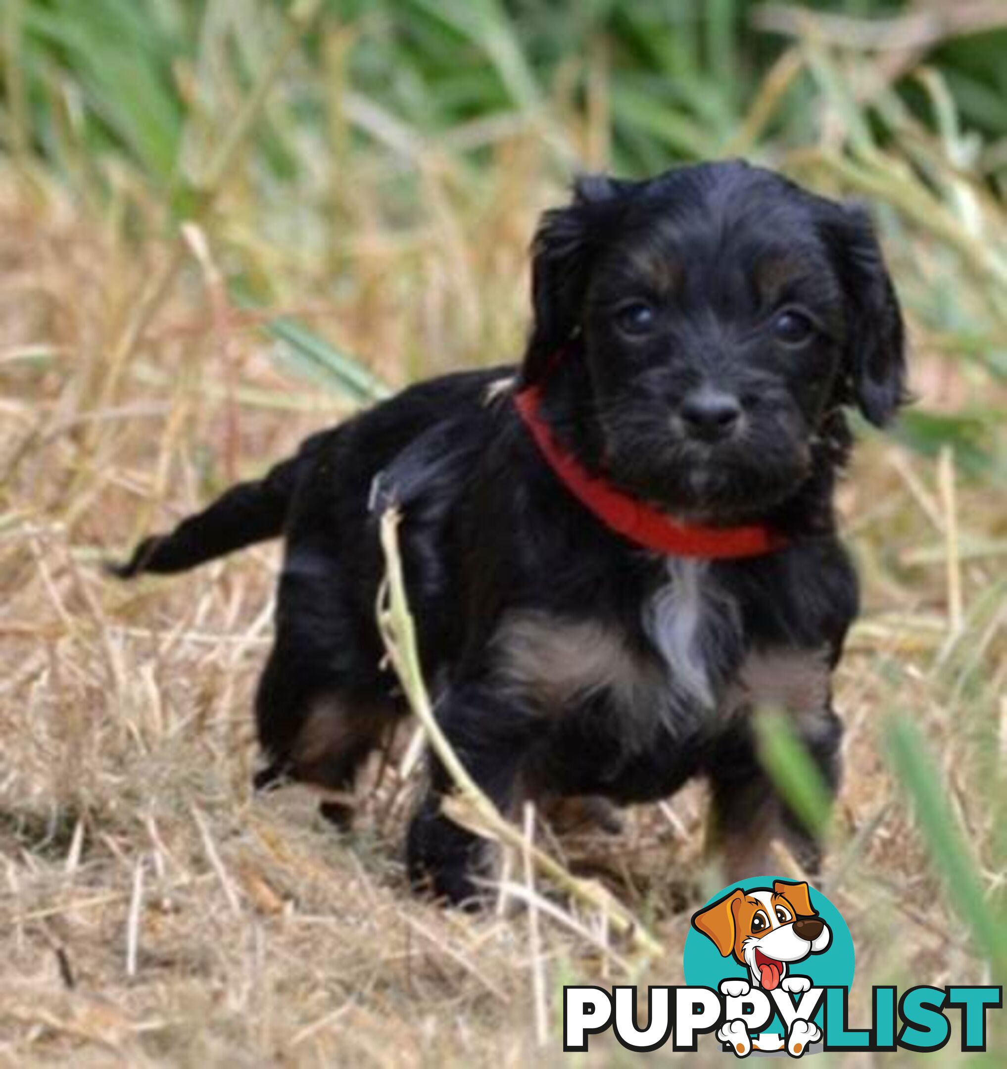 1st generation Cavoodles - Blue Merle, Particolour, Black & Tan, Sable, Black.