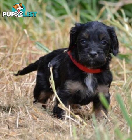 1st generation Cavoodles - Blue Merle, Particolour, Black & Tan, Sable, Black.