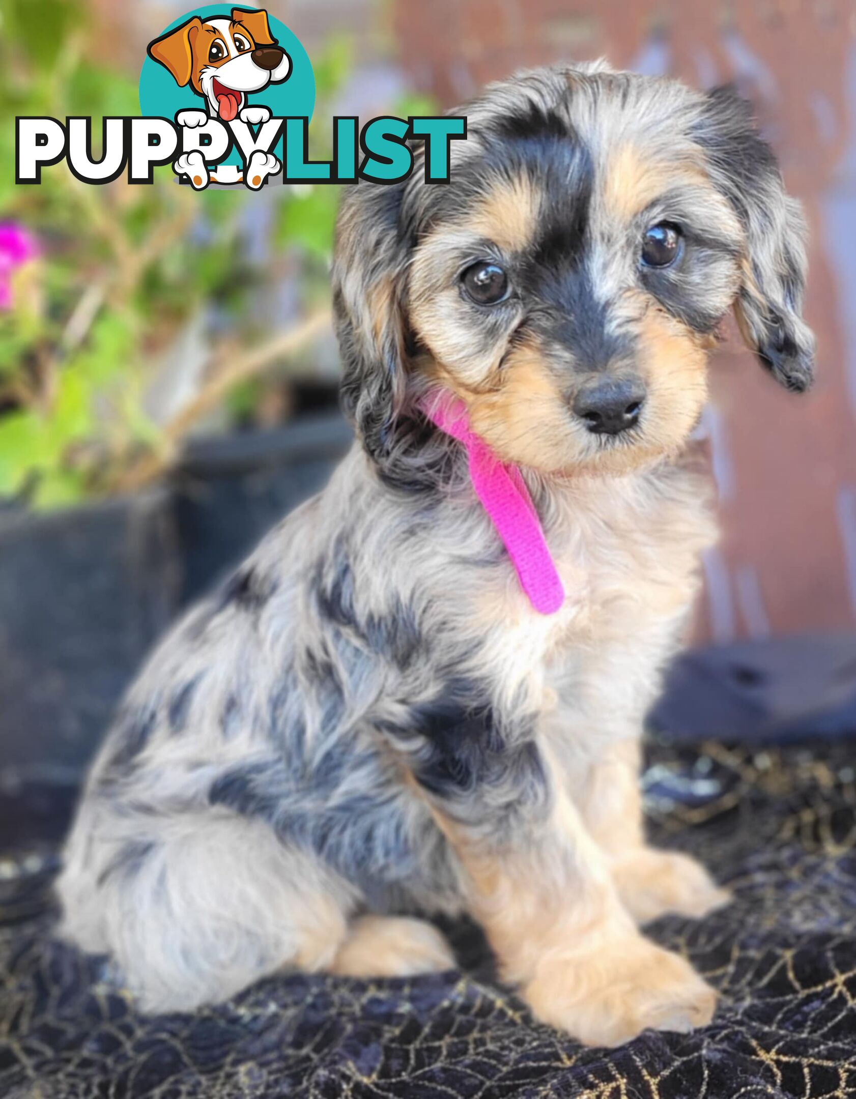 1st generation Cavoodles - Blue Merle, Particolour, Black & Tan, Sable, Black.