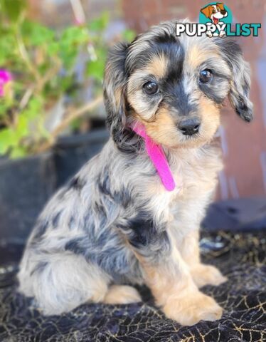 1st generation Cavoodles - Blue Merle, Particolour, Black & Tan, Sable, Black.