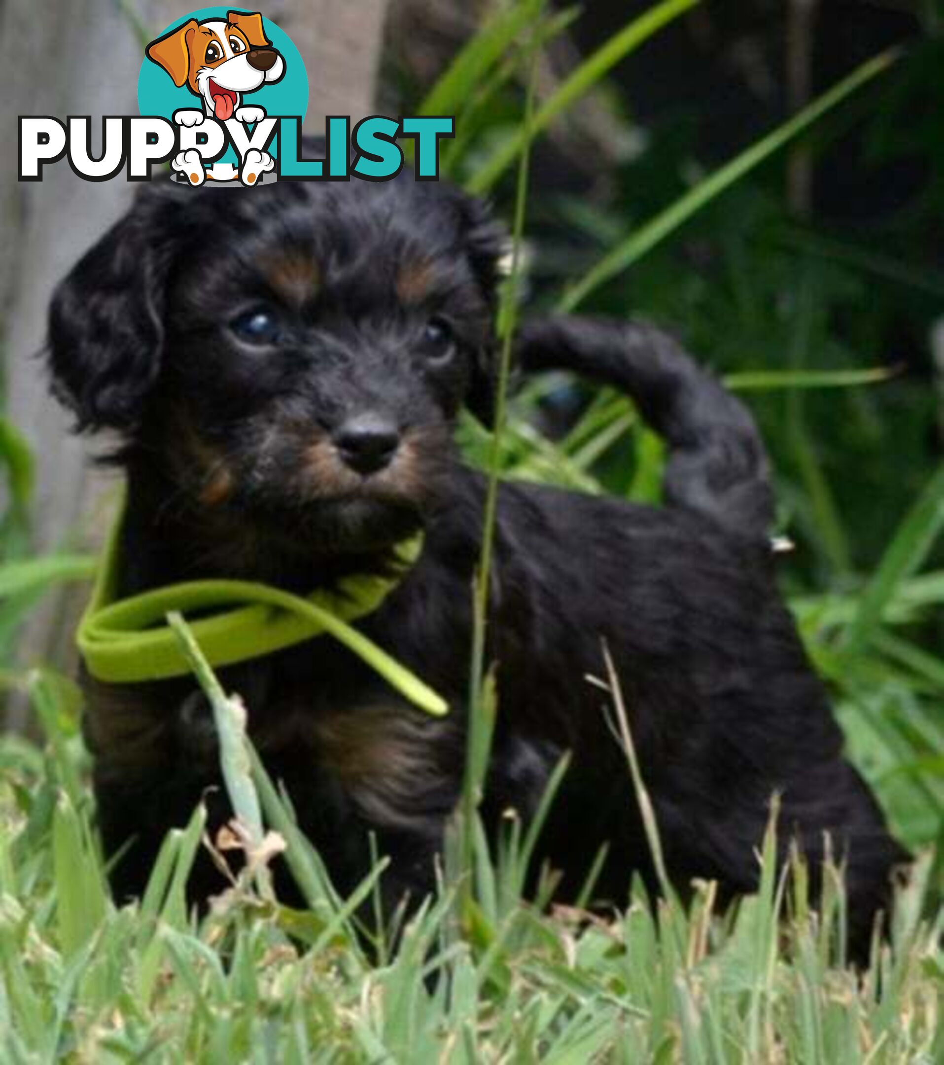 1st generation Cavoodles - Blue Merle, Particolour, Black & Tan, Sable, Black.