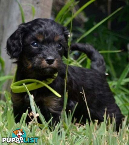 1st generation Cavoodles - Blue Merle, Particolour, Black & Tan, Sable, Black.