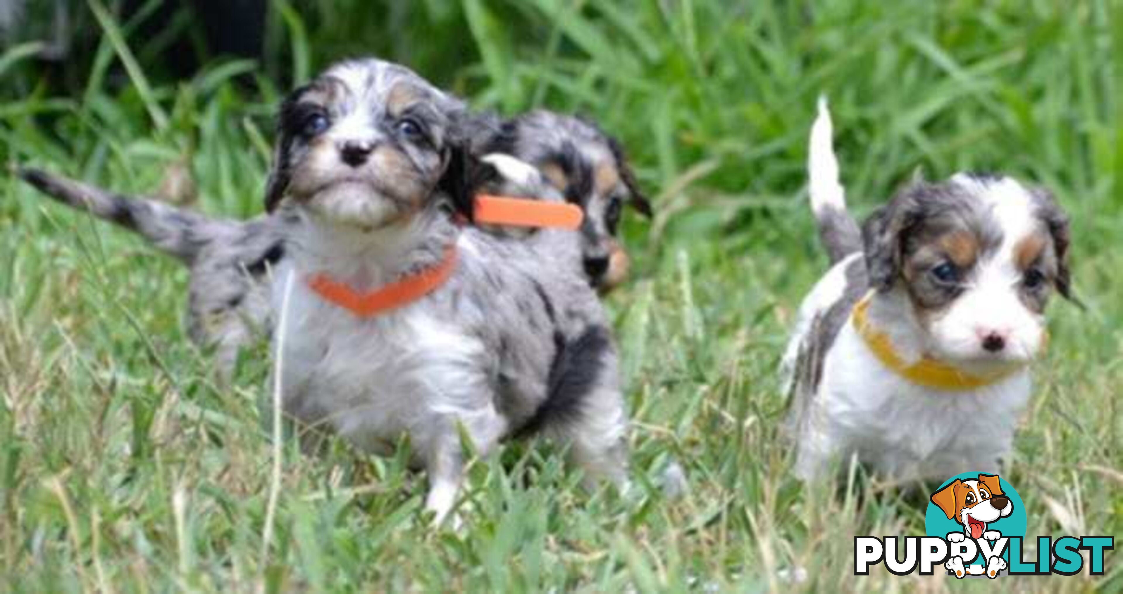 1st generation Cavoodles - Blue Merle, Particolour, Black & Tan, Sable, Black.