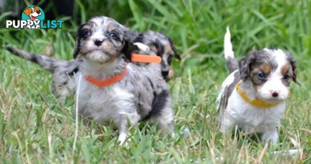 1st generation Cavoodles - Blue Merle, Particolour, Black & Tan, Sable, Black.