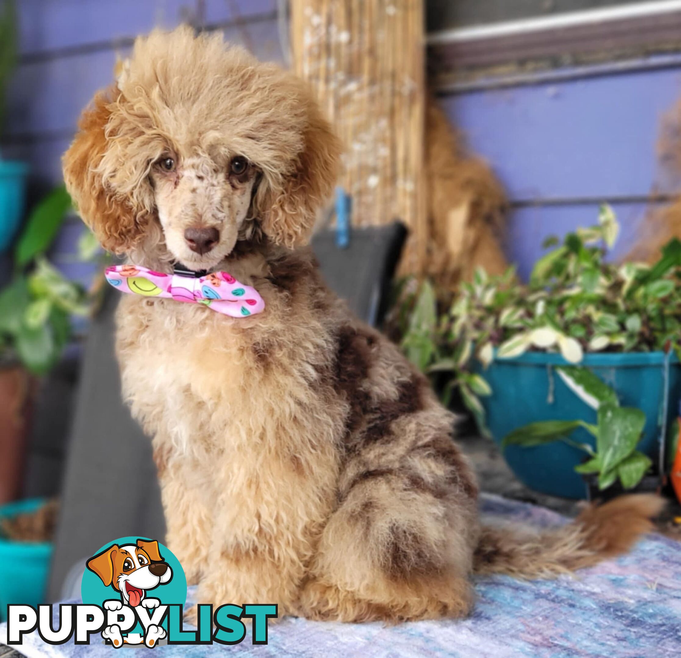 1st generation Cavoodles - Blue Merle, Particolour, Black & Tan, Sable, Black.