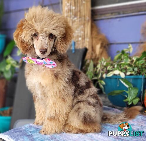 1st generation Cavoodles - Blue Merle, Particolour, Black & Tan, Sable, Black.