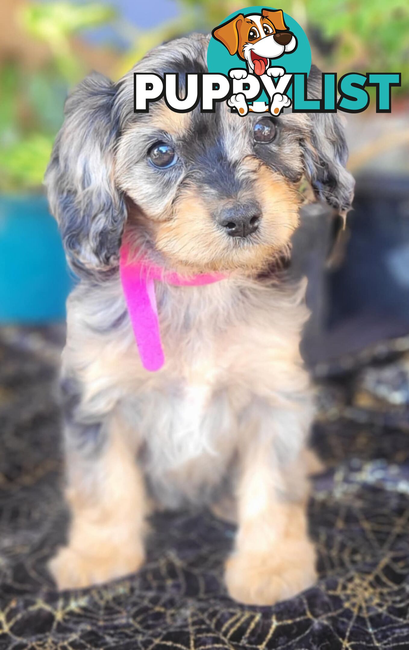 1st generation Cavoodles - Blue Merle, Particolour, Black & Tan, Sable, Black.