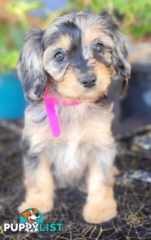 1st generation Cavoodles - Blue Merle, Particolour, Black & Tan, Sable, Black.