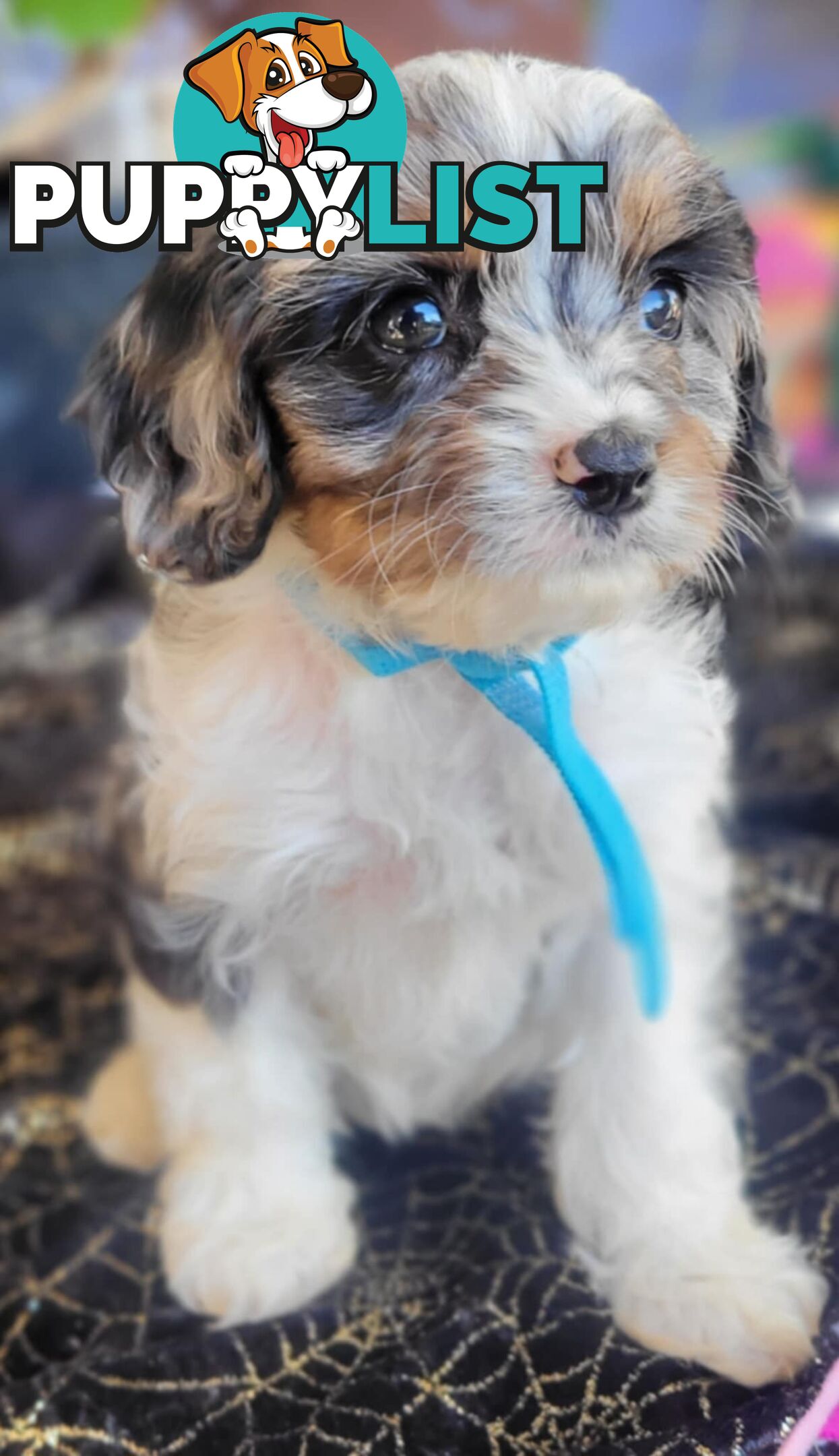 1st generation Cavoodles - Blue Merle, Particolour, Black & Tan, Sable, Black.