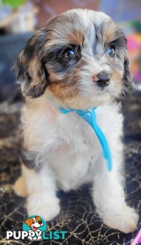 1st generation Cavoodles - Blue Merle, Particolour, Black & Tan, Sable, Black.