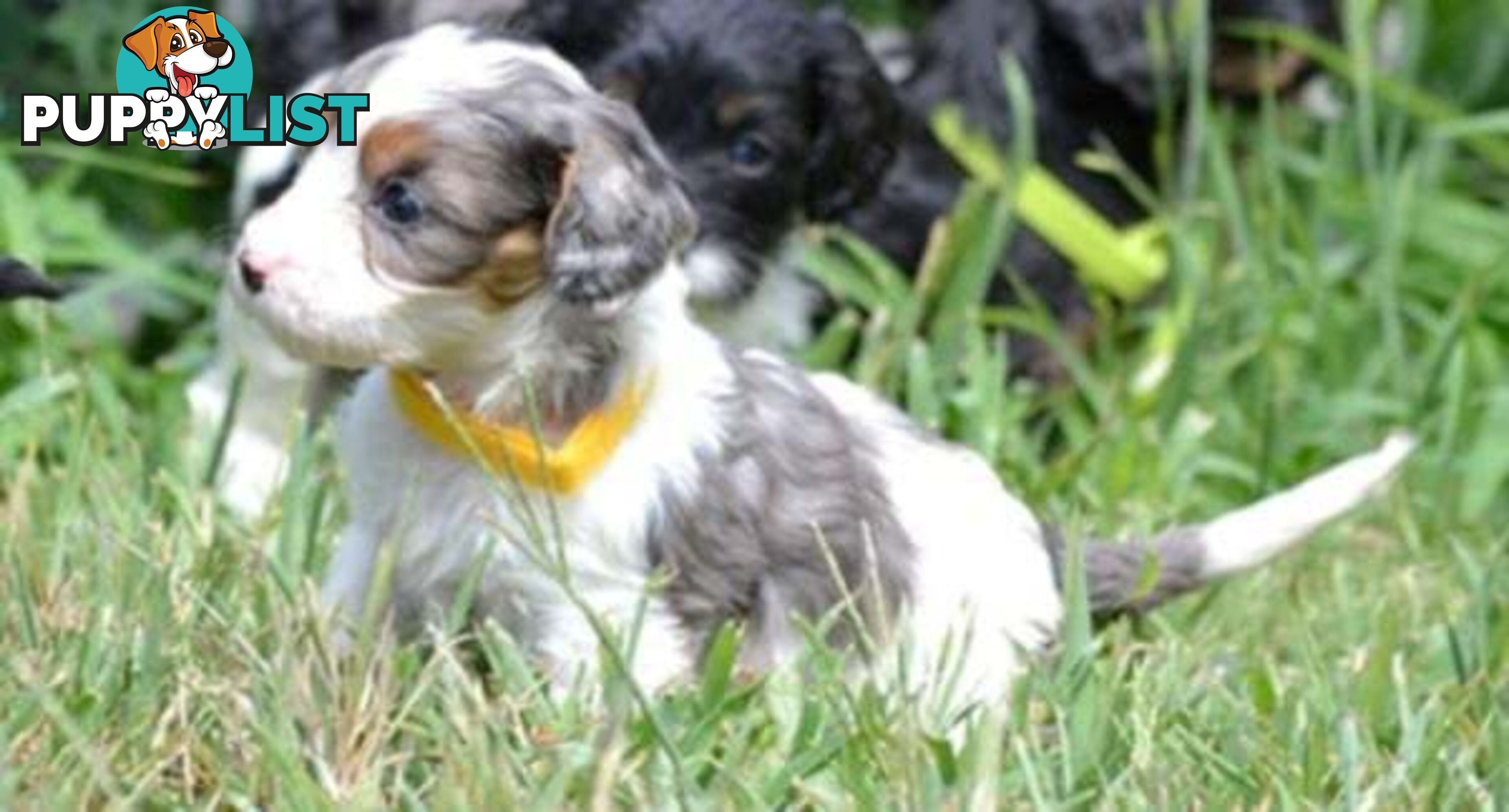 1st generation Cavoodles - Blue Merle, Particolour, Black & Tan, Sable, Black.