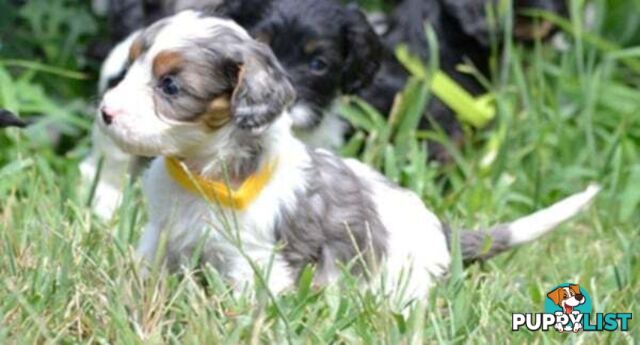 1st generation Cavoodles - Blue Merle, Particolour, Black & Tan, Sable, Black.