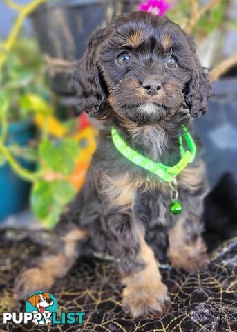 1st generation Cavoodles - Blue Merle, Particolour, Black & Tan, Sable, Black.