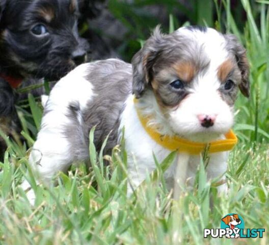 1st generation Cavoodles - Blue Merle, Particolour, Black & Tan, Sable, Black.