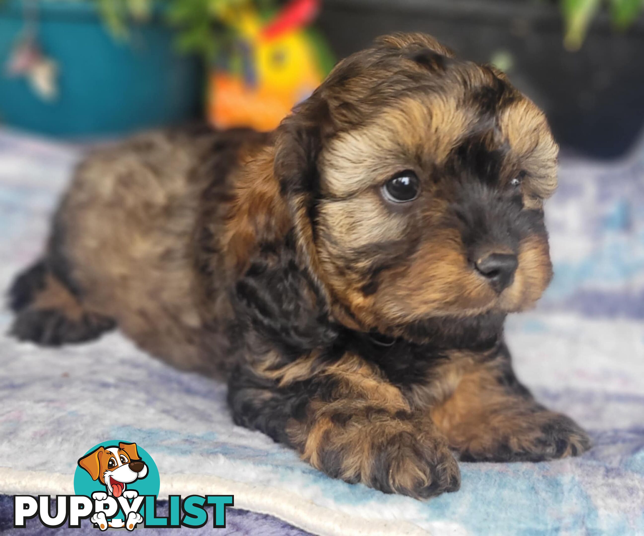 1st gen Cavoodles - Red & white, Black & white, Sable, Black & Tan, Apricot, Black.