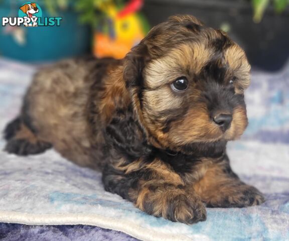 1st gen Cavoodles - Red & white, Black & white, Sable, Black & Tan, Apricot, Black.