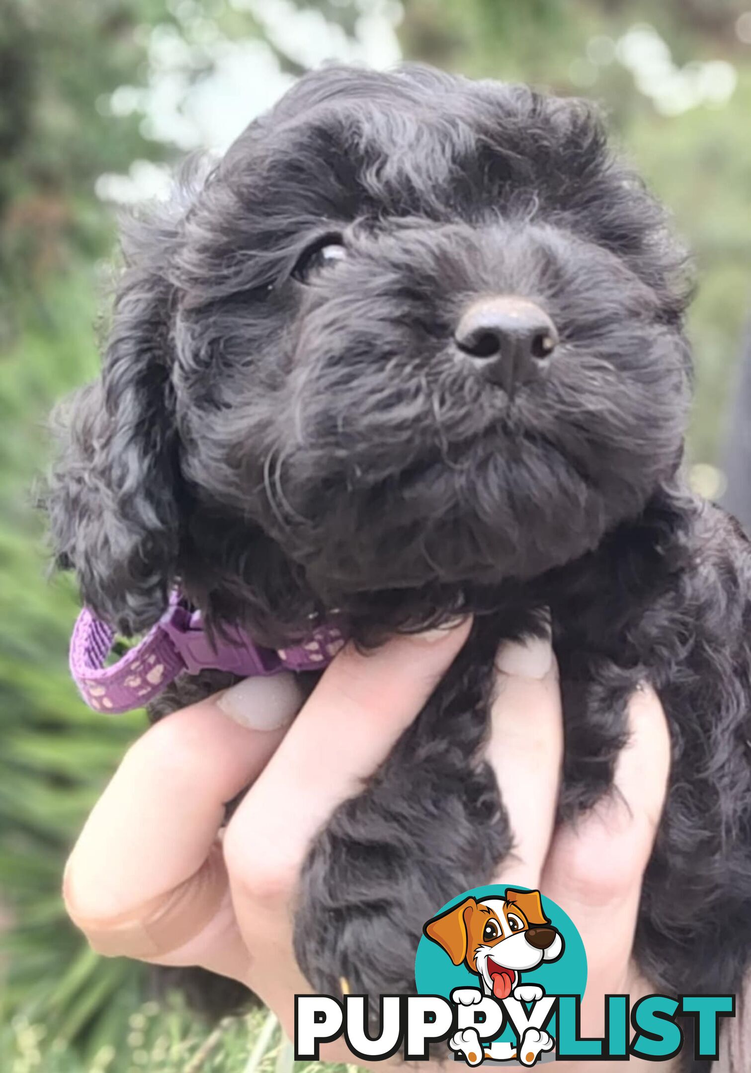 1st gen Cavoodles - Red & white, Black & white, Sable, Black & Tan, Apricot, Black.