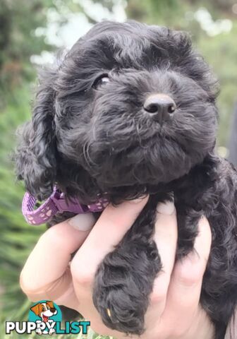 1st gen Cavoodles - Red & white, Black & white, Sable, Black & Tan, Apricot, Black.