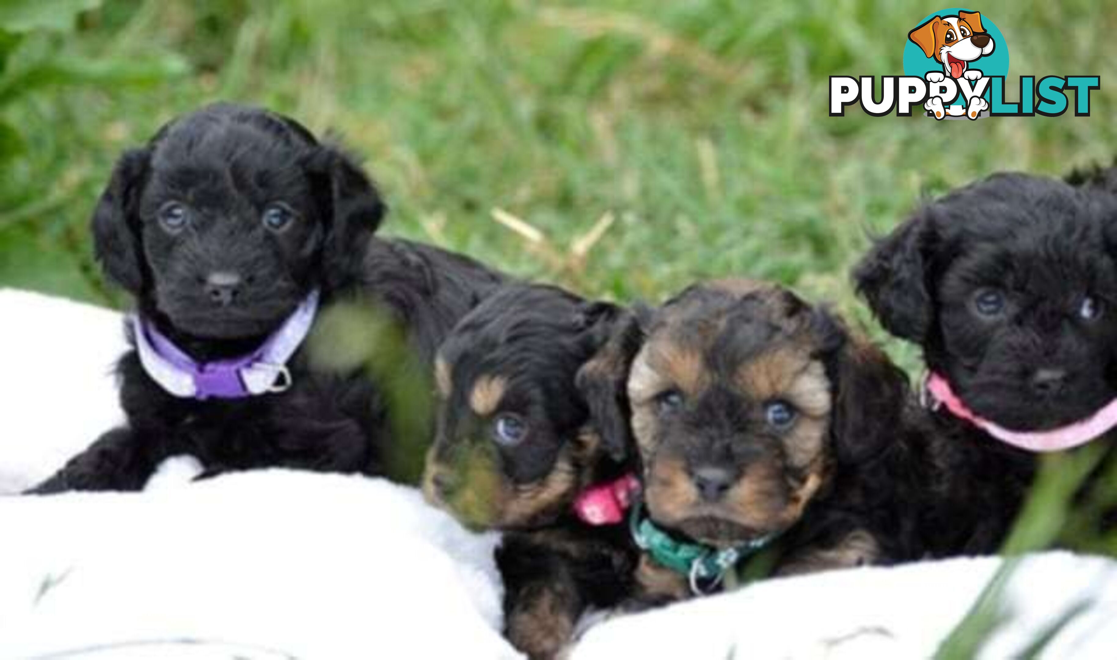 1st gen Cavoodles - Red & white, Black & white, Sable, Black & Tan, Apricot, Black.