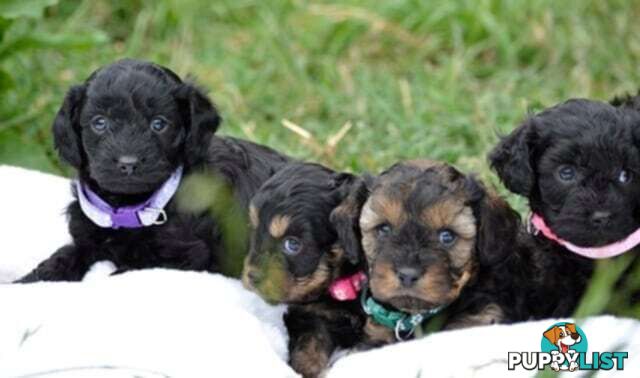 1st gen Cavoodles - Red & white, Black & white, Sable, Black & Tan, Apricot, Black.