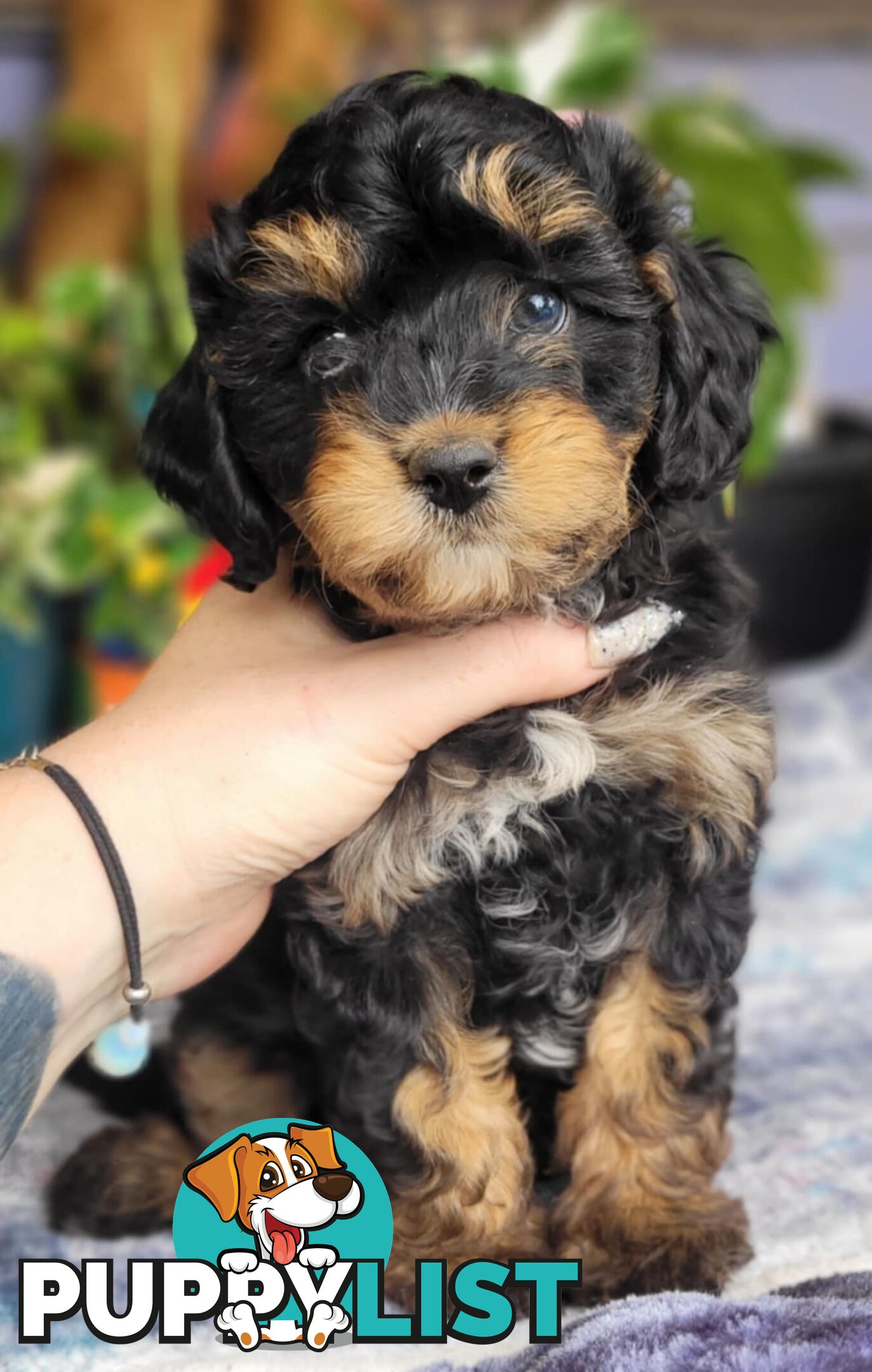 1st gen Cavoodles - Red & white, Black & white, Sable, Black & Tan, Apricot, Black.