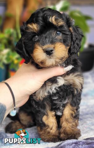 1st gen Cavoodles - Red & white, Black & white, Sable, Black & Tan, Apricot, Black.