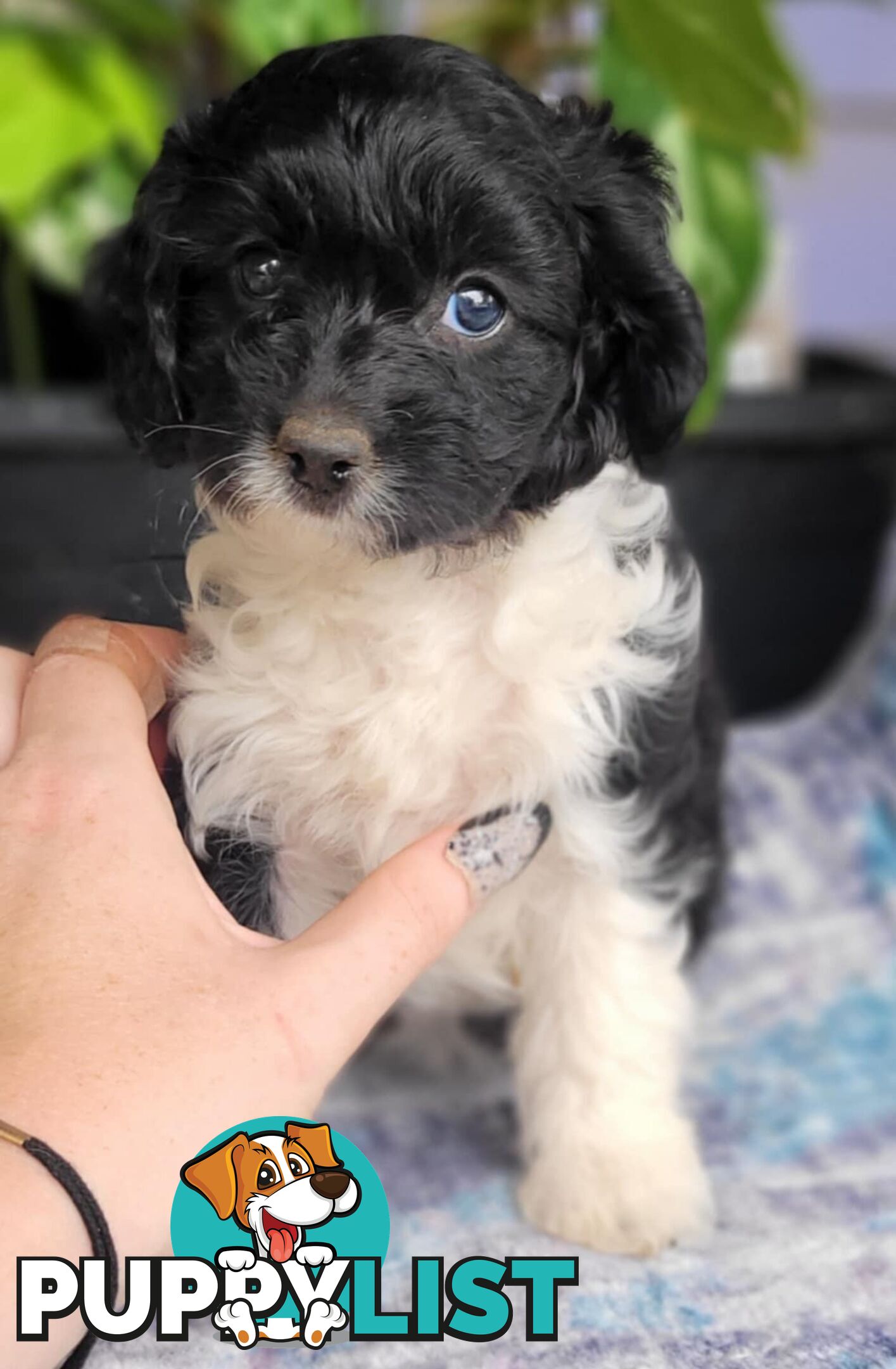 1st gen Cavoodles - Red & white, Black & white, Sable, Black & Tan, Apricot, Black.