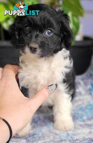 1st gen Cavoodles - Red & white, Black & white, Sable, Black & Tan, Apricot, Black.