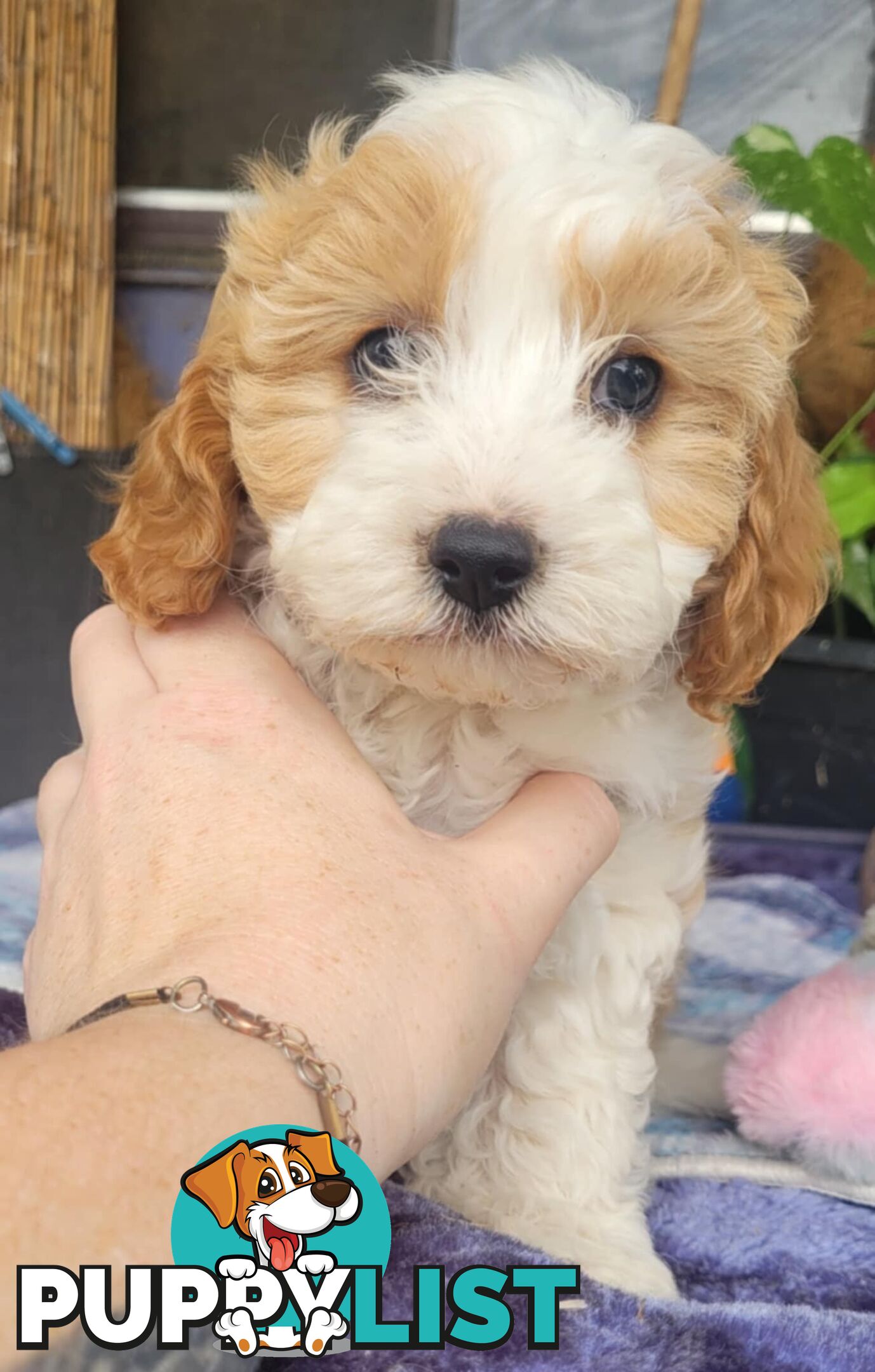 1st gen Cavoodles - Red & white, Black & white, Sable, Black & Tan, Apricot, Black.