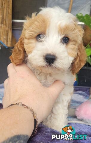 1st gen Cavoodles - Red & white, Black & white, Sable, Black & Tan, Apricot, Black.