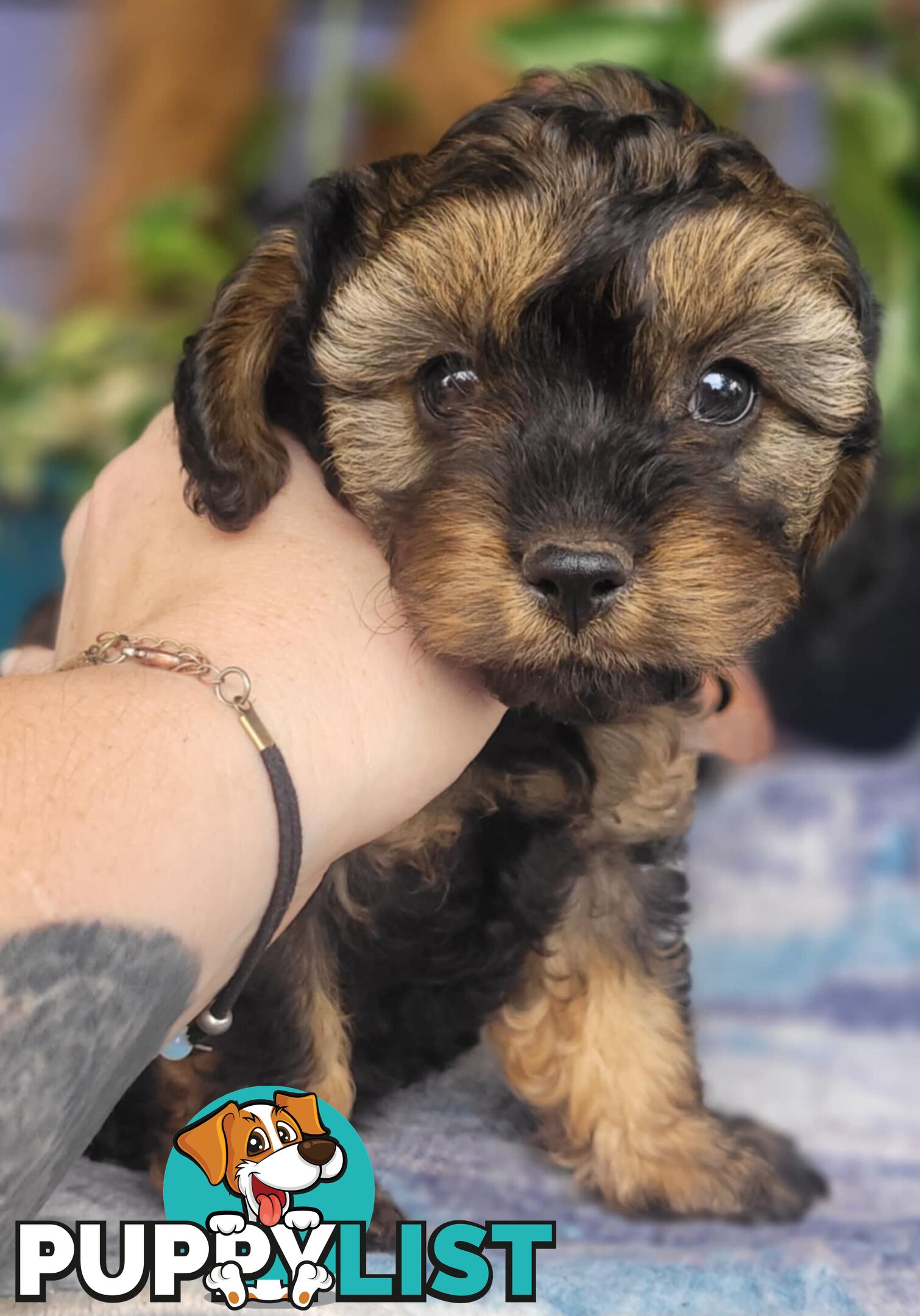 1st gen Cavoodles - Red & white, Black & white, Sable, Black & Tan, Apricot, Black.