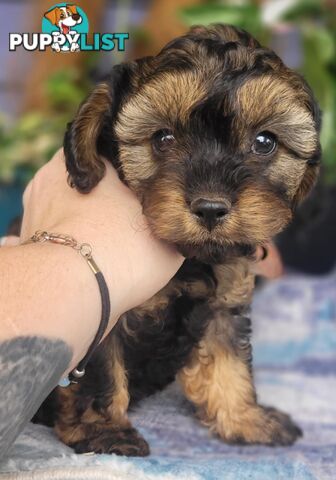 1st gen Cavoodles - Red & white, Black & white, Sable, Black & Tan, Apricot, Black.