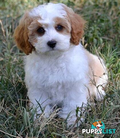 1st gen Cavoodles - Red & white, Black & white, Sable, Black & Tan, Apricot, Black.