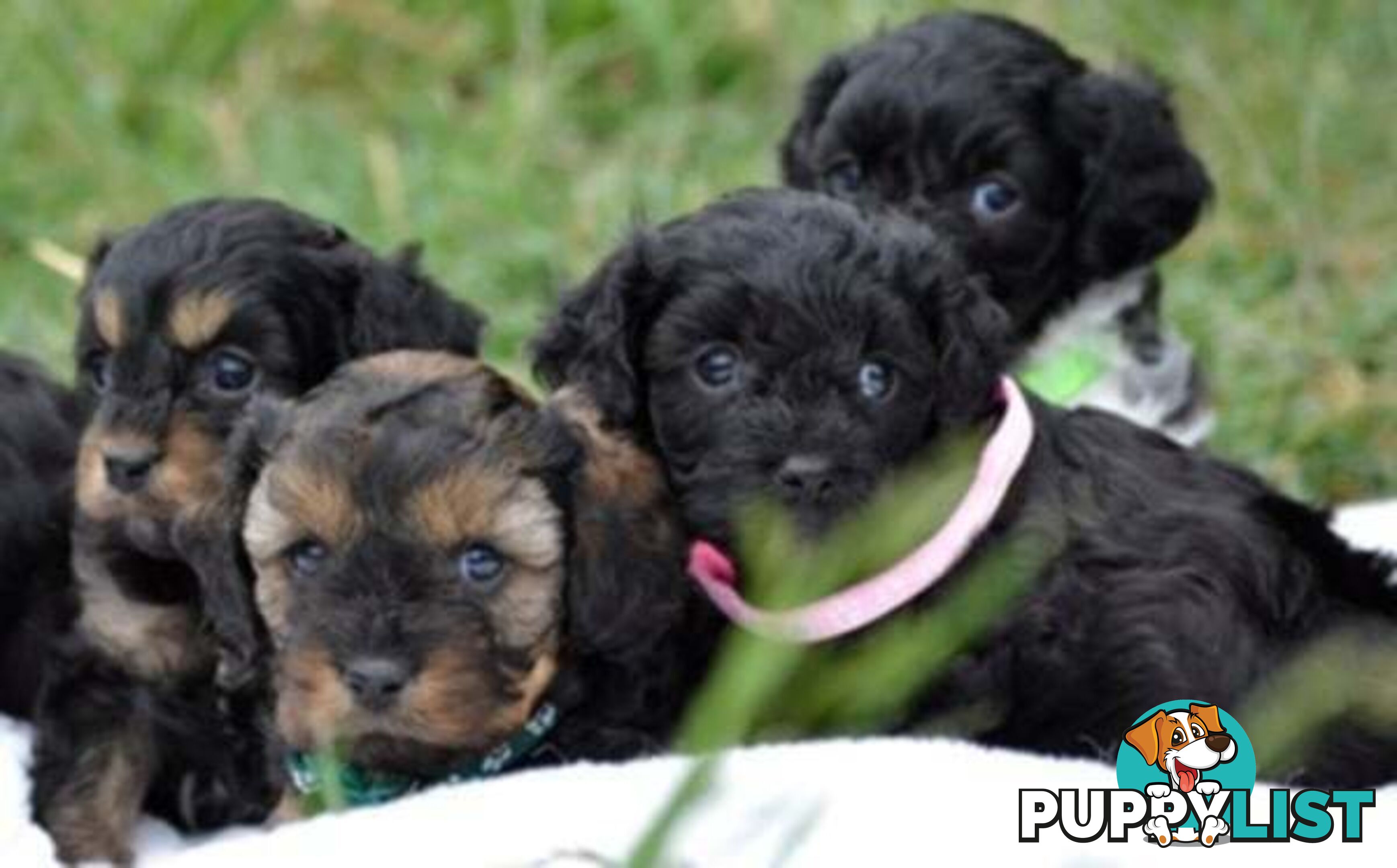 1st gen Cavoodles - Red & white, Black & white, Sable, Black & Tan, Apricot, Black.