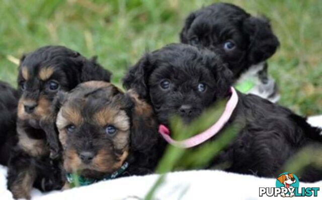 1st gen Cavoodles - Red & white, Black & white, Sable, Black & Tan, Apricot, Black.