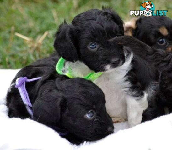 1st gen Cavoodles - Red & white, Black & white, Sable, Black & Tan, Apricot, Black.