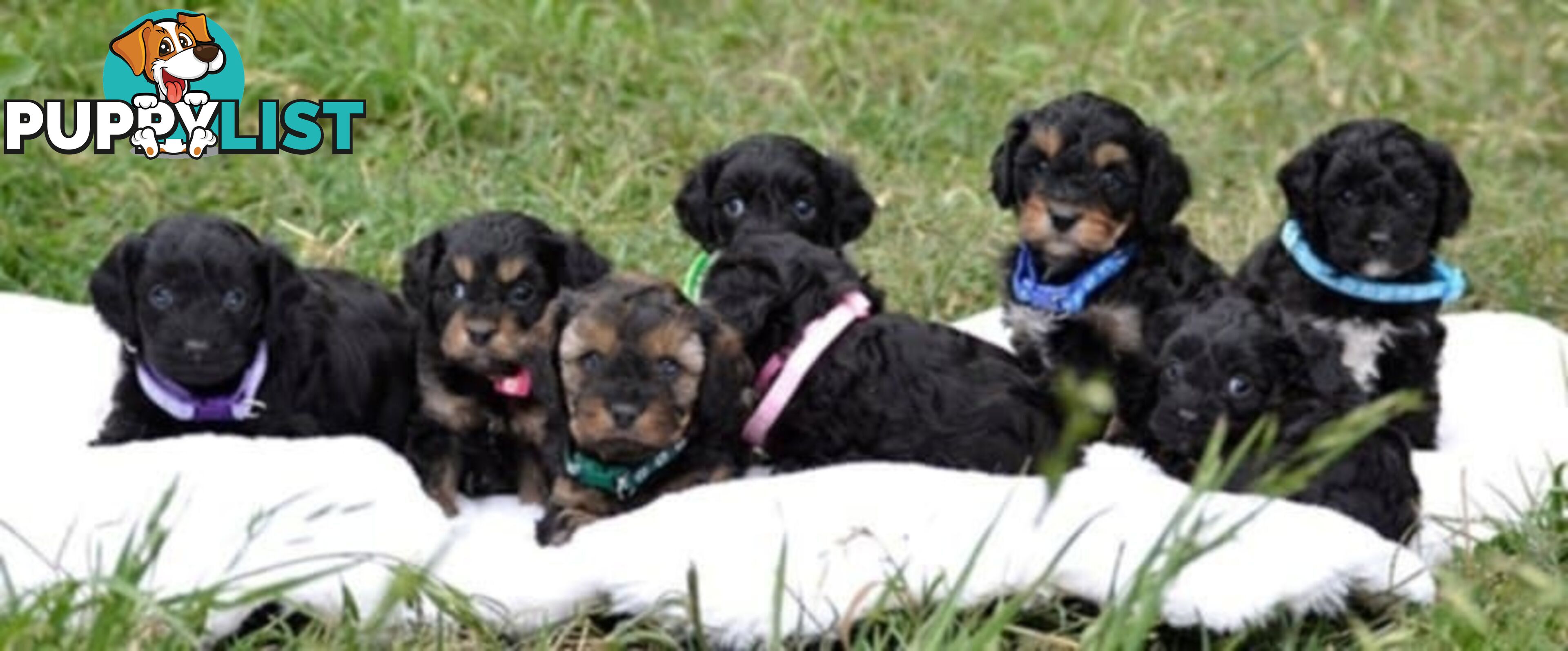 1st gen Cavoodles - Red & white, Black & white, Sable, Black & Tan, Apricot, Black.