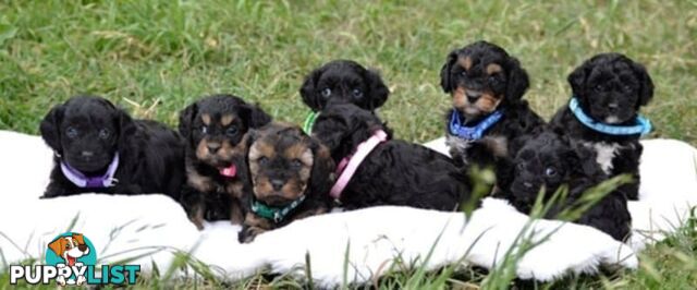 1st gen Cavoodles - Red & white, Black & white, Sable, Black & Tan, Apricot, Black.